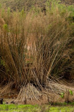 Tarlada yeşil ve kırmızımsı tonlarda bir bambu yığını. Brezilya 'nın kırsalında