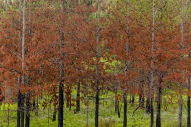 Kuru yapraklı kırmızı çam ağaçları, coşkulu yeşil çimlerle çelişiyor. Brezilya 'nın kırsal kesimi