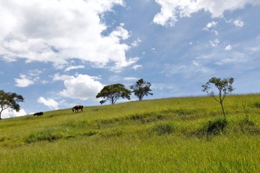 Mavi gökyüzü ve bulutlar ile yeşil tepe üzerine otlatma atlar. Minas Gerais eyalet. Brezilya