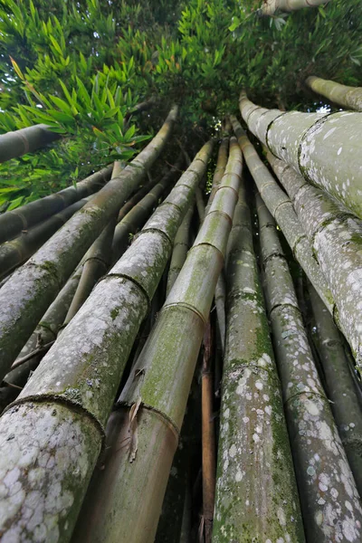 Bottenvy Perspektiv Jätte Bambu Den Högsta Bambu Landsbygden Brasilien — Stockfoto