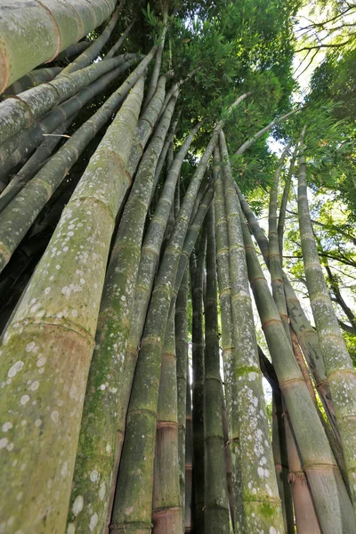 Bottenvy Perspektiv Jätte Bambu Den Högsta Bambu Landsbygden Brasilien — Stockfoto