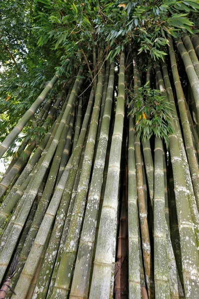 Bottenvy Perspektiv Jätte Bambu Den Högsta Bambu Landsbygden Brasilien — Stockfoto