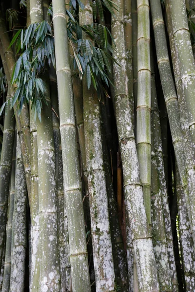 巨大な竹 竹の最高の観点から下のビュー ブラジルの田舎で — ストック写真