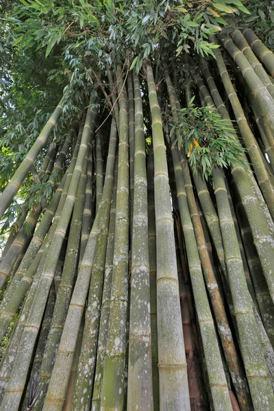 巨大な竹 竹の最高の観点から下のビュー ブラジルの田舎で — ストック写真