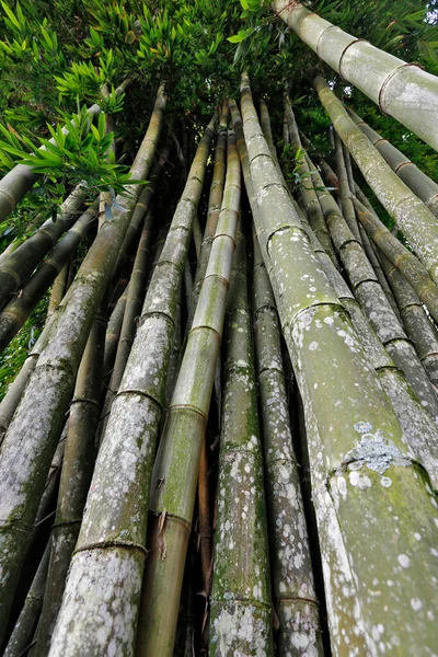 从底部看竹子的角度 竹子的最高境界 关于巴西农村 — 图库照片