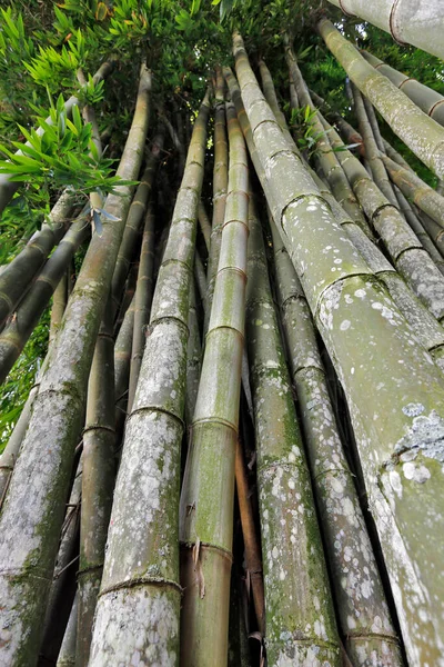 Bottenvy Perspektiv Jätte Bambu Den Högsta Bambu Landsbygden Brasilien — Stockfoto