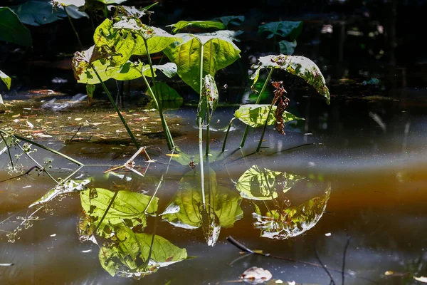 Fogliame Acquatico Riflesso Nel Lago Con Foresta Sullo Sfondo — Foto Stock