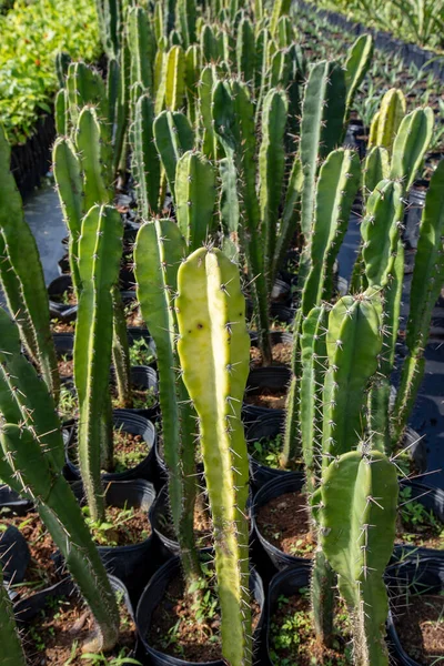 Plantage Unga Mandacaru Eller Cereus Jamacaru Botaniska Trädgården Att Leverera — Stockfoto