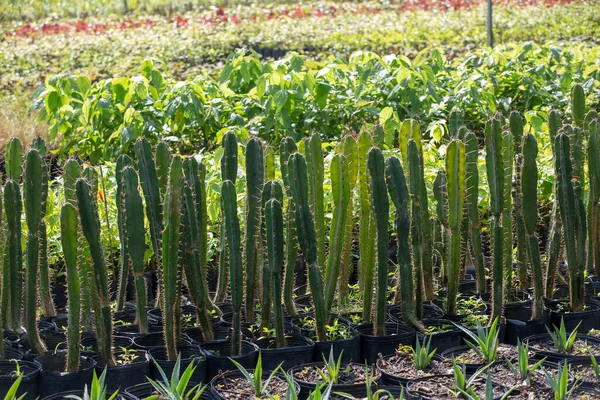 Plantáž Mladého Mandacaru Nebo Cereus Jamacaru Botanické Zahradě Pro Zásobování — Stock fotografie