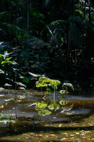 水生植物 反射在湖与森林在背景 — 图库照片