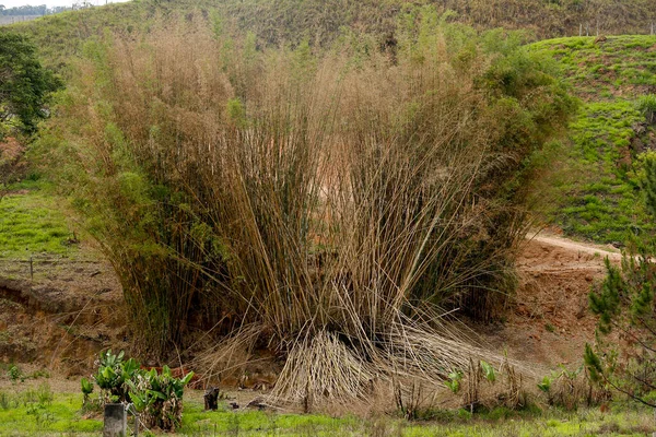 Ciuffo Bambù Nel Campo Toni Verdi Rossastri Sulla Campagna Del — Foto Stock