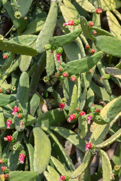 Planta Flor Del Cactus Opuntia Cochenillifera Palma Portugués Utilizada Como — Foto de Stock