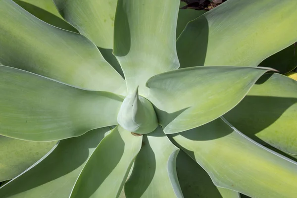 Detail Leaves Swan Tail Agave Attenuata Creating Braided Light Shadow — Stock Photo, Image