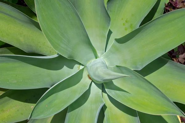 Detalle Hojas Cola Cisne Agave Attenuata Creando Trenzado Luz Sombra — Foto de Stock