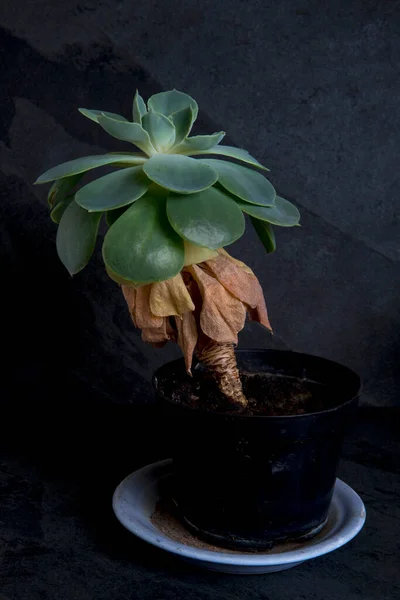 Decoratieve Pot Met Sappige Plant Zwarte Achtergrond — Stockfoto