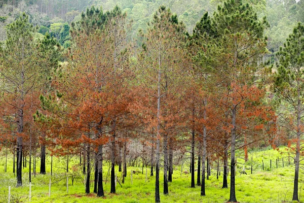 Röda Tallar Med Torra Blad Kontrasterar Mot Det Sprudlande Gröna — Stockfoto