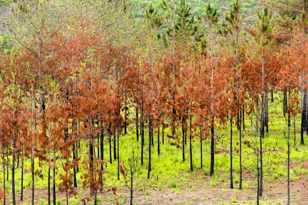 乾燥した葉を持つ赤い松は 活気のある緑の草と対照的です ブラジルの田舎です — ストック写真
