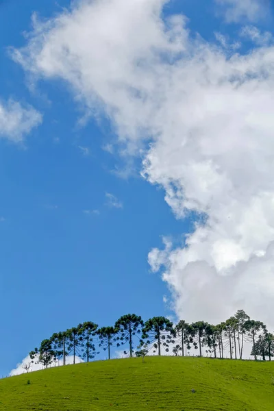 Rij Met Araucarias Aan Horizon Tegenstelling Tot Blauwe Hemel — Stockfoto