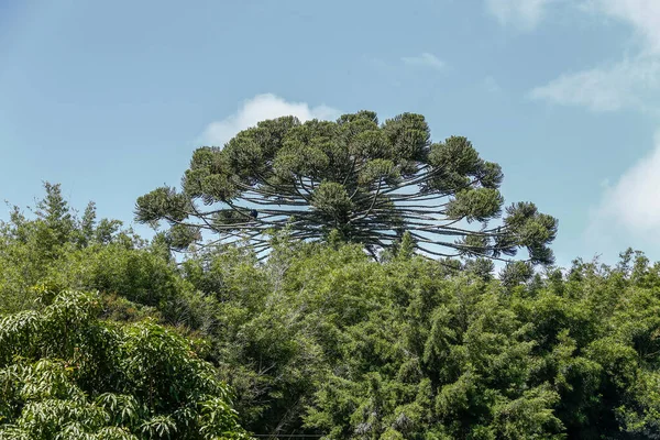 Крупный План Деревьев Контрастирует Голубым Небом Выделенным Араукарием Бразилия — стоковое фото