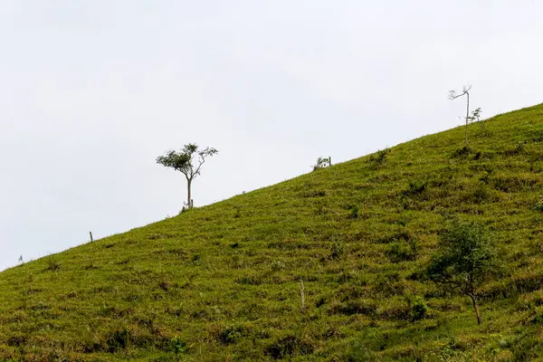 Albero All Orizzonte Ritagliato Nel Cielo Completamente Bianco — Foto Stock