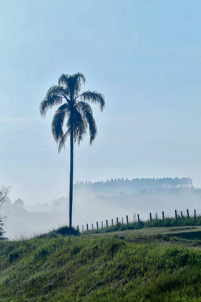 Palm Träd Bakgrundsbelysning Markeras Det Mjuka Ljuset Morgondimma Landsbygden Brasilien — Stockfoto