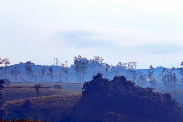 Krajobraz Polami Drzewami Wzgórzami Miękkim Świetle Porannej Mgły Wsi Brazylii — Zdjęcie stockowe