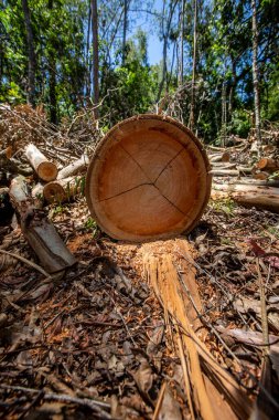 Ormanların tahrip edilmesi: arka planda talaş ve orman bulunan taze kesilmiş ağaçların geniş görünümü. Brezilya 'nın kırsalında
