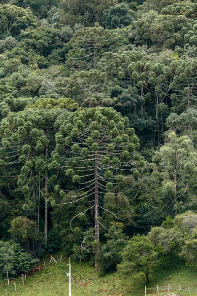 Brazilský Borový Les Uprostřed Zemědělské Pastviny Který Zaručuje Ochranu Druhů — Stock fotografie