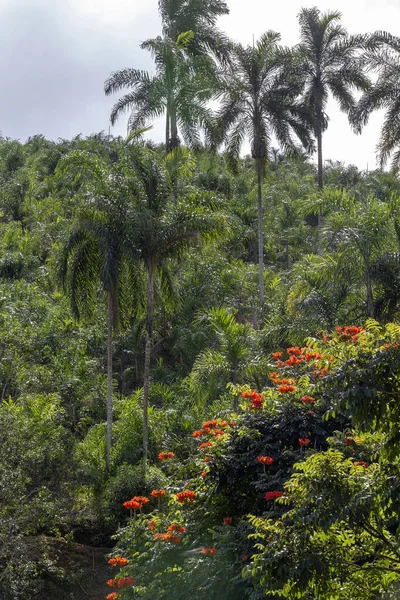 Plantage Van Pop Palmboom Met Specimens Van Jucara Palmboom Gemarkeerd — Stockfoto