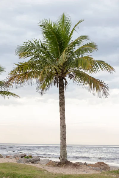 Landschaft Mit Palme Hervorgehoben Und Die Meereslinie Hintergrund Itanhaem Sao — Stockfoto