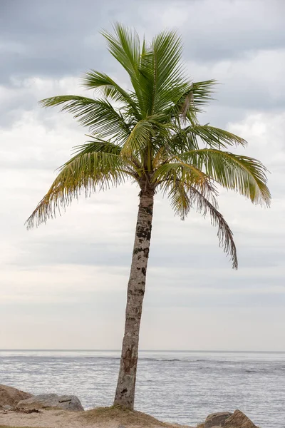 Krajobraz Palmą Podświetlone Linii Morza Tle Itanhaem Sao Paulo Brazylia — Zdjęcie stockowe