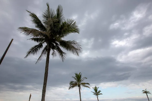 Krajobraz Palmą Podświetlone Linii Morza Tle Wsi Brazylii — Zdjęcie stockowe
