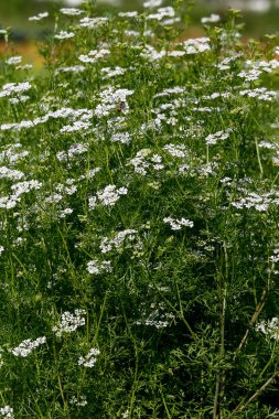 Yeşil yaprakların aksine küçük beyaz alan çiçekleri