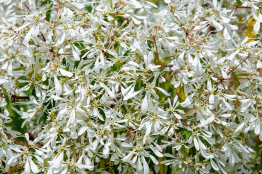 Güzel tam çiçekli kar bush closeup