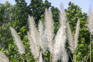 Pampa otu çiçek büyüleyici kuş tüyü