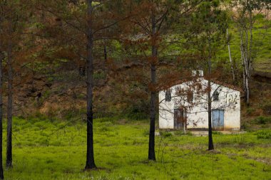 Küçük beyaz çiftlik Şapel çam ağaçları ve Sao Paulo devlet, yeşil çim Brezilya çevrili