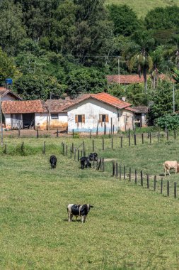 Tepe üzerinde ve ağaçlar ve her yerde mera ayarla çiftlik evi. Brezilya