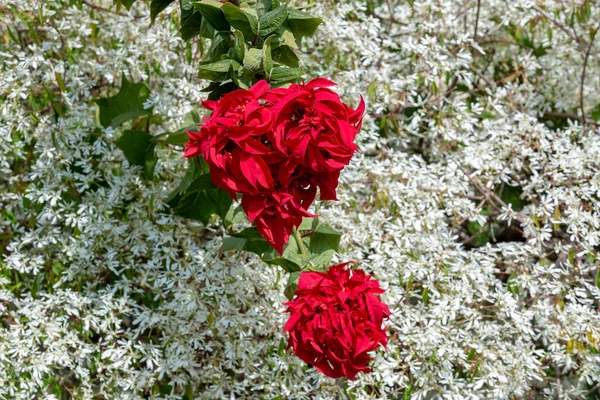 Piros Virág Összefonódó Szirmok Felett Zöld Fehér Háttér Hóbokor — Stock Fotó