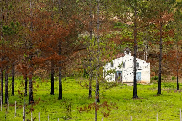 ブラジル松の木と緑の草 サンパウロ州によって並んでいる小さな白い農場のチャペル — ストック写真