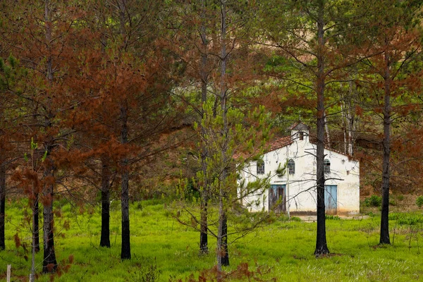 Kis Fehér Farm Kápolna Kétoldalt Fenyőfák Zöld Sao Paulo Állam — Stock Fotó