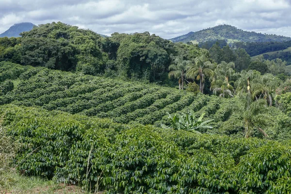 Bukolický Krajina Kávové Plantáže Horách Minas Gerais Brazílie — Stock fotografie