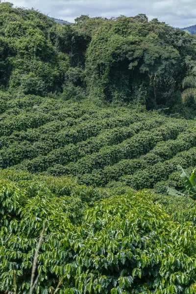 Idylliska Landskap Med Kaffeplantage Bergen Minas Gerais Brasilien — Stockfoto