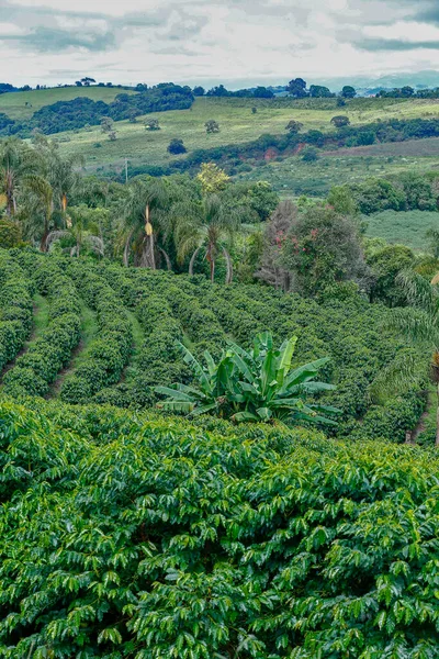 Idylliska Landskap Med Kaffeplantage Bergen Minas Gerais Brasilien — Stockfoto