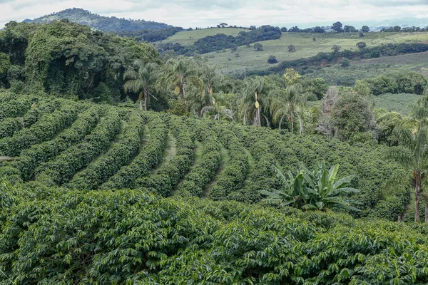 Idylliska Landskap Med Kaffeplantage Bergen Minas Gerais Brasilien — Stockfoto