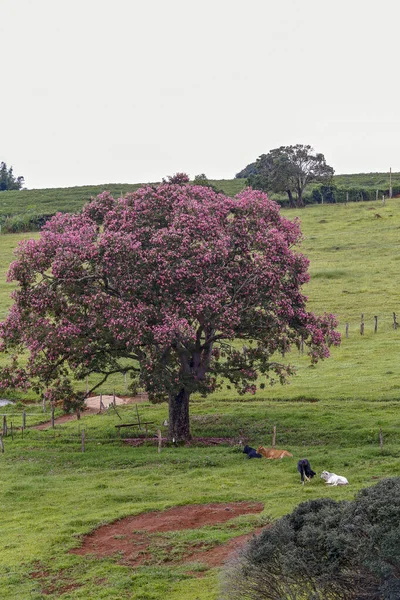 Paesaggio Bucolico Con Albero Fiori Rosa Bestiame Che Riposa Sull — Foto Stock