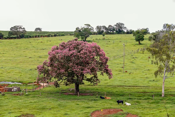 Idylliska Landskap Med Rosa Blomma Träd Och Boskap Som Vilar — Stockfoto