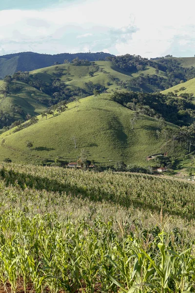 Rural Landscape Corn Plantation Hill Minas Gerais Brazil — Stock Photo, Image