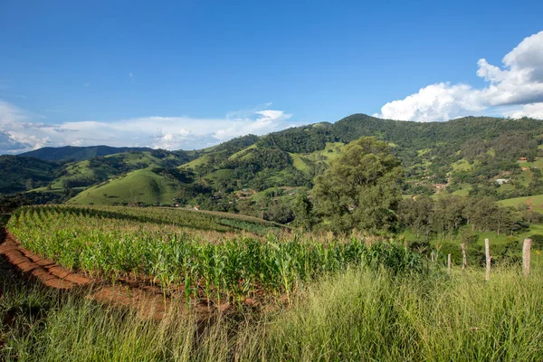 トウモロコシのプランテーションと丘の田園風景 ブラジル ミナス ジェライス州 — ストック写真