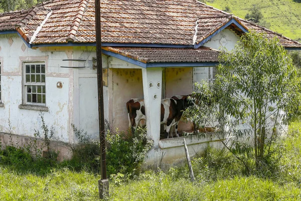 Maison Ferme Abandonnée Avec Une Vache Ombre Porche Intérieur Brésil — Photo
