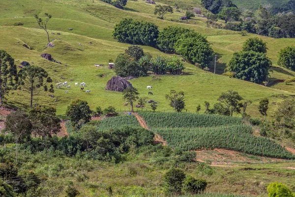 Bondgård Med Djur Och Plantation Inläggningar Vid Foten Backen Brasilien — Stockfoto